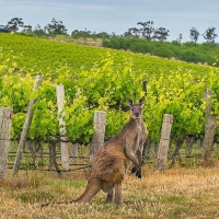 Australian Private Label Wines